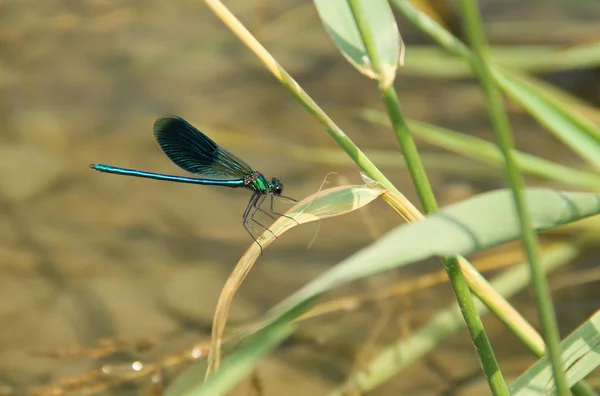 Hermosa Demoiselle Calopteryx Virgo Macho Sentado Hoja Hierba — Foto de Stock