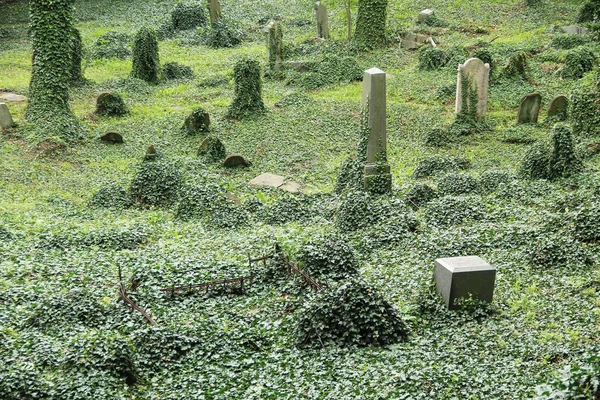 Algunas Lápidas Cubiertas Hiedra Antiguo Cementerio Judío Tesin Polonia — Foto de Stock