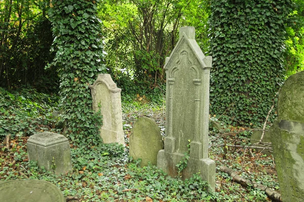 Algunas Lápidas Cubiertas Hiedra Antiguo Cementerio Judío Tesin Polonia —  Fotos de Stock