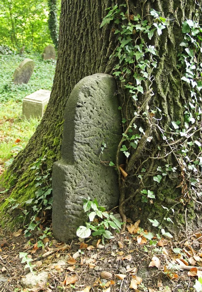 Tombstone Ingrown Trunk Tree Old Jewish Cemetery Tesin Poland — Stock Photo, Image