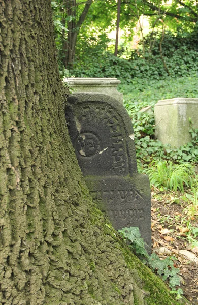 Tombstone Ingrown Trunk Tree Old Jewish Cemetery Tesin Poland — Stock Photo, Image