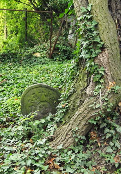 Lápida Cerca Del Árbol Cubierto Hiedra Antiguo Cementerio Judío Tesin — Foto de Stock