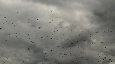 black and white photo of many jackdaws flying on the cloudy sky clipart