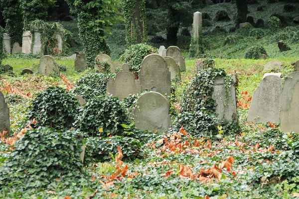 Sommige Grafstenen Bedekt Met Klimop Oude Joodse Begraafplaats Tesin Polen — Stockfoto