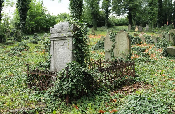 テス川 ポーランドの古いユダヤ人の墓地にツタで覆われているいくつかの墓石 — ストック写真