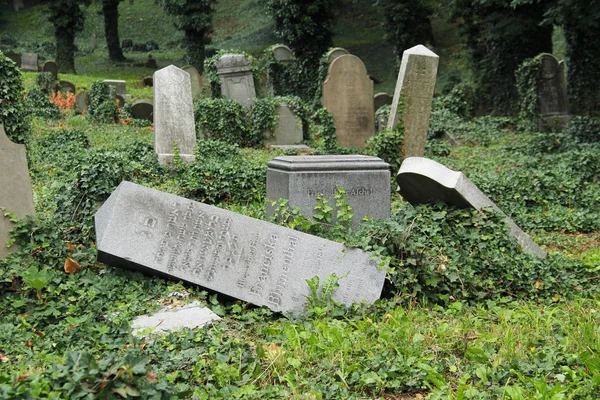 Algunas Lápidas Cubiertas Hiedra Caídas Antiguo Cementerio Judío Tesin Polonia —  Fotos de Stock