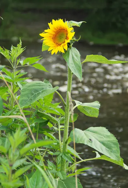 Virágzó Napraforgó Sárga Virág Természetben — Stock Fotó