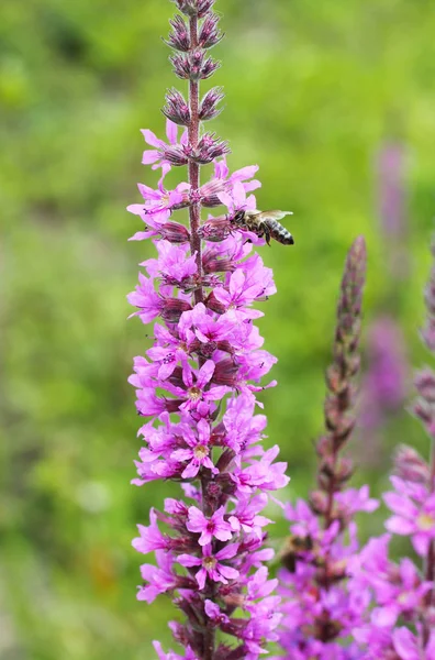 Honey Bee Apis Mellifera Feeding Itself Blooming Purple Loosestrife — Stock Photo, Image