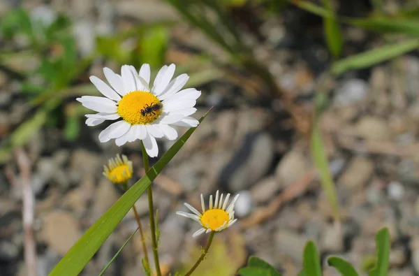 Photo Rapprochée Minuscule Insecte Nourrissant Sur Roue Marguerite Fleurs — Photo