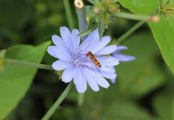 striped flower-fly feeding itself on the blossom of chicory