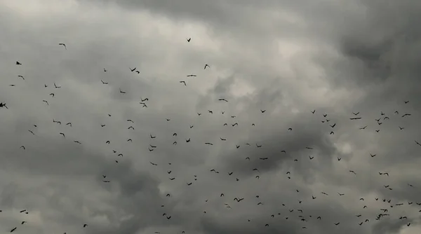 Photo Noir Blanc Nombreux Jackdaws Volant Sur Ciel Nuageux — Photo