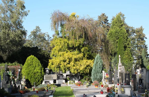 Belle Tombe Decorate Conifere Sul Cimitero Frydek Mistek Repubblica Ceca — Foto Stock