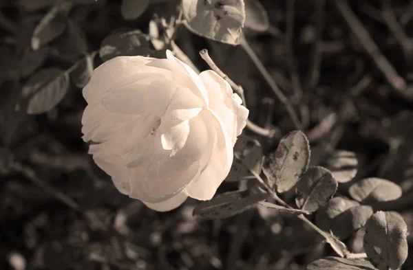 Close Photo Light Bloom Rose Contrast Darker Background Desaturated Tones — Stock Photo, Image