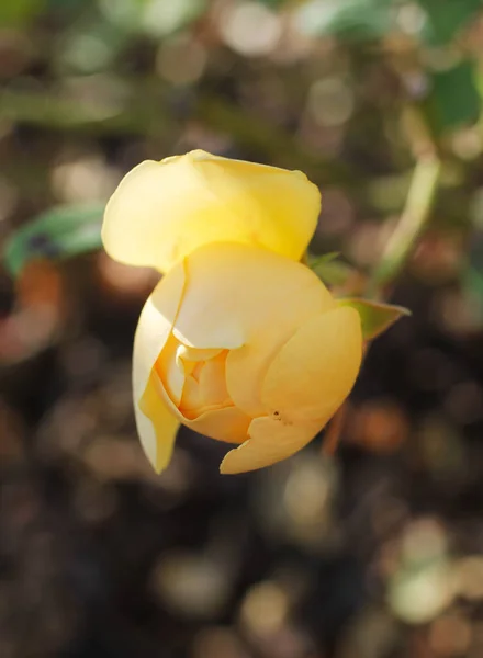 Close Photo Light Yellow Bud Rose — Stock Photo, Image