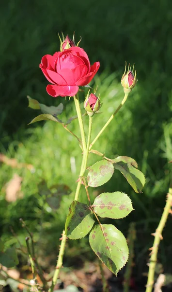 Rose Crimson Red Bloom Some Buds Contrast Dark Background — Stock Photo, Image