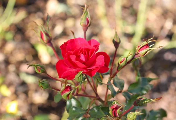 Rose Crimson Red Bloom Some Buds — Stock Photo, Image