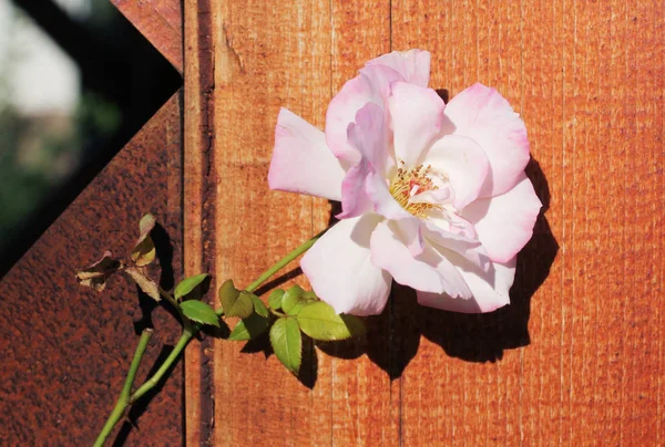 Close Photo Light Pink Bloom Rose Wooden Construction Garden — Stock Photo, Image