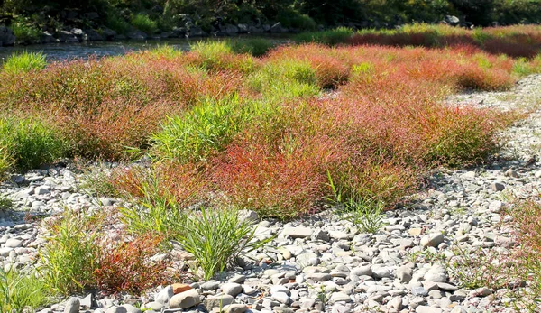 Sonbahar Kayalık Bir Nehir Kıyısında Kırmızı Bitkilerin Büyüme Kalın — Stok fotoğraf