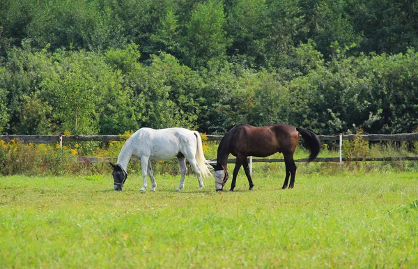 Two Horses Green Pasture Summer — Stock Photo, Image