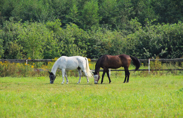 two horses on the green pasture in summer