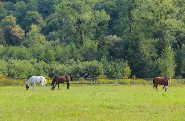 Trzy Konie Zielonych Pastwiskach Lecie — Zdjęcie stockowe