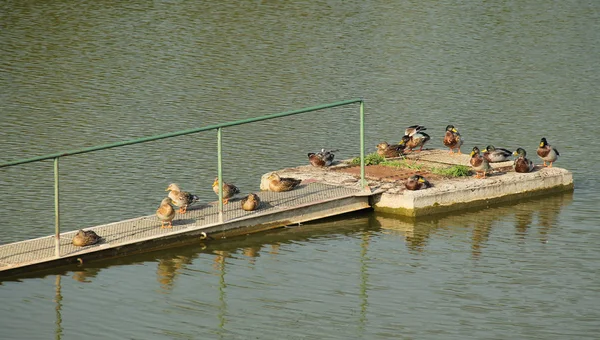 Stockenten Herde Entspannt Auf Der Alten Seebrücke — Stockfoto