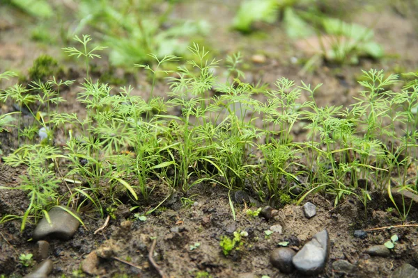 Dereotu Anethum Graveolens Bahçedeki Küçük Genç Bitkiler — Stok fotoğraf