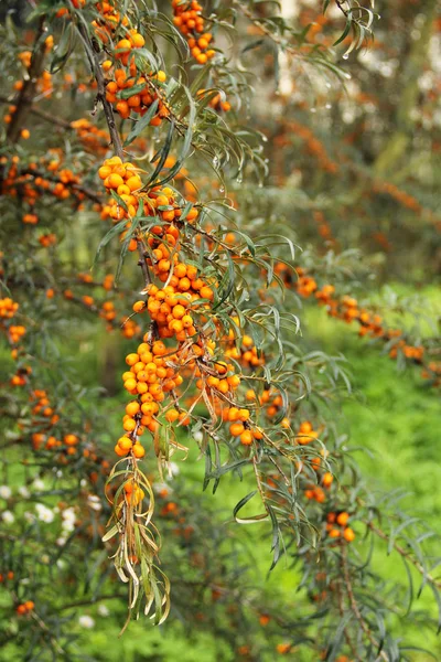 Twijgen Van Gemeenschappelijke Zee Duindoorn Hippophae Rhamnoides Met Veel Oranje — Stockfoto