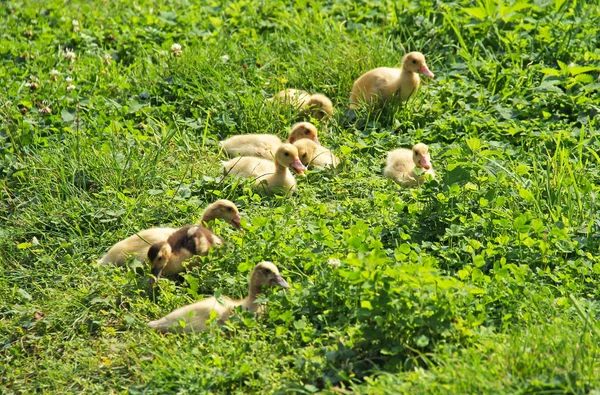 Piccoli Simpatici Anatroccoli Anatra Addomesticata Sull Erba Verde — Foto Stock