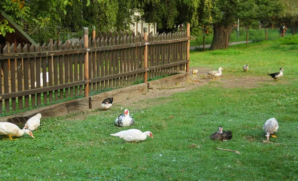 Plusieurs Canards Domestiqués Sur Cour — Photo