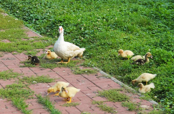 White Domesticated Female Duck Her Little Cute Ducklings Living Outdoors — Stock Photo, Image