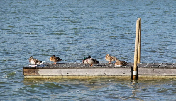 Stockenten Herde Entspannt Auf Der Seebrücke — Stockfoto