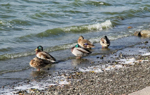 Flock Mulardänder Stranden Dammen — Stockfoto