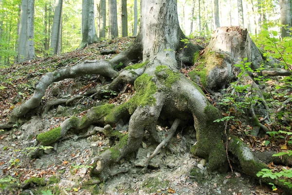 ブナの木に成長しているいくつかのコケとの脂肪質の根 — ストック写真
