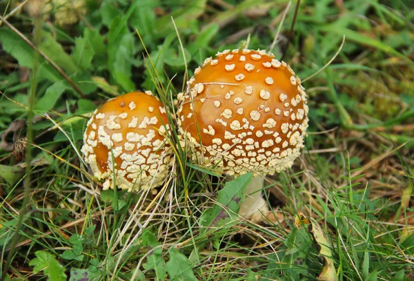 Fechar Foto Várias Tampas Pantera Amanita Pantherina — Fotografia de Stock