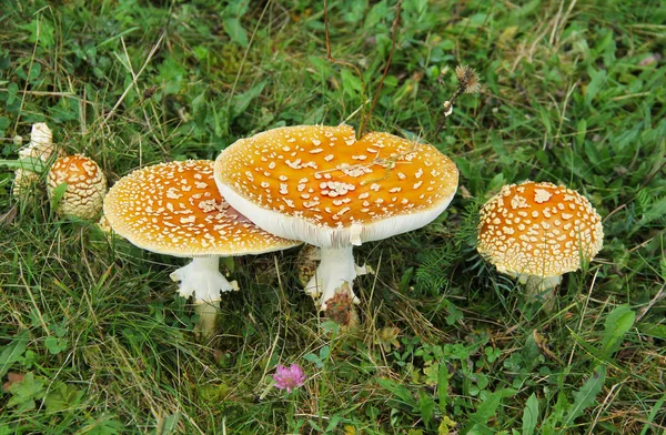 Fechar Foto Várias Tampas Pantera Amanita Pantherina — Fotografia de Stock