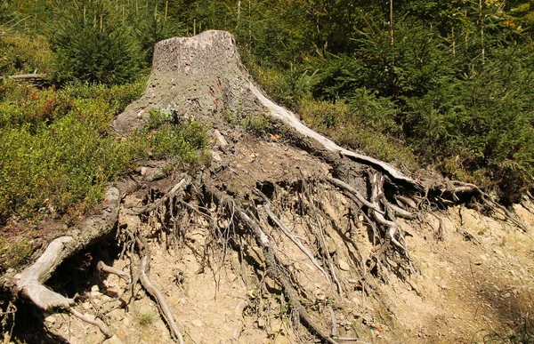 明らかに曲がった根のトウヒのスタブ — ストック写真