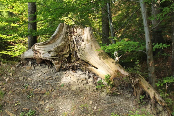 Souche Pourrie Arbre Mort — Photo