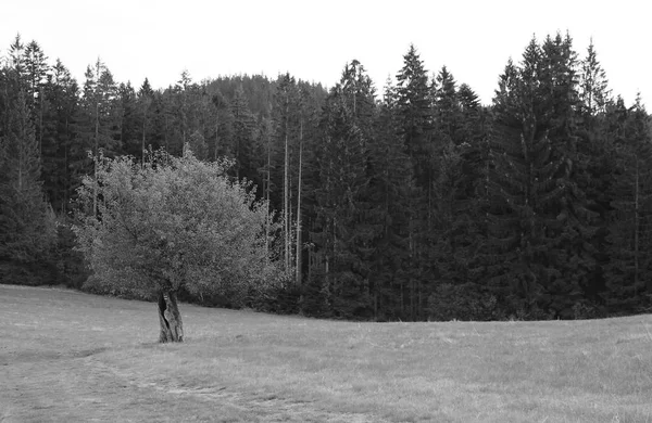 black and white photo of an apple tree growing next to the path and dark spruce forest at the background