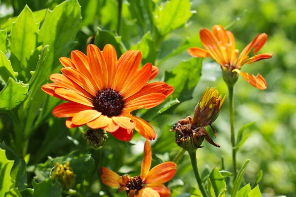 Virágzó Narancssárga Virágok Talán Néhány Termesztett Chrysants — Stock Fotó