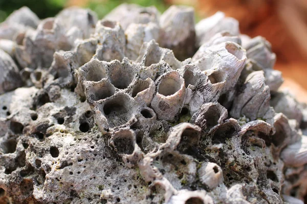 사진의 Barnacles Cirripedia 갑각류의 포탄을 닫습니다 — 스톡 사진