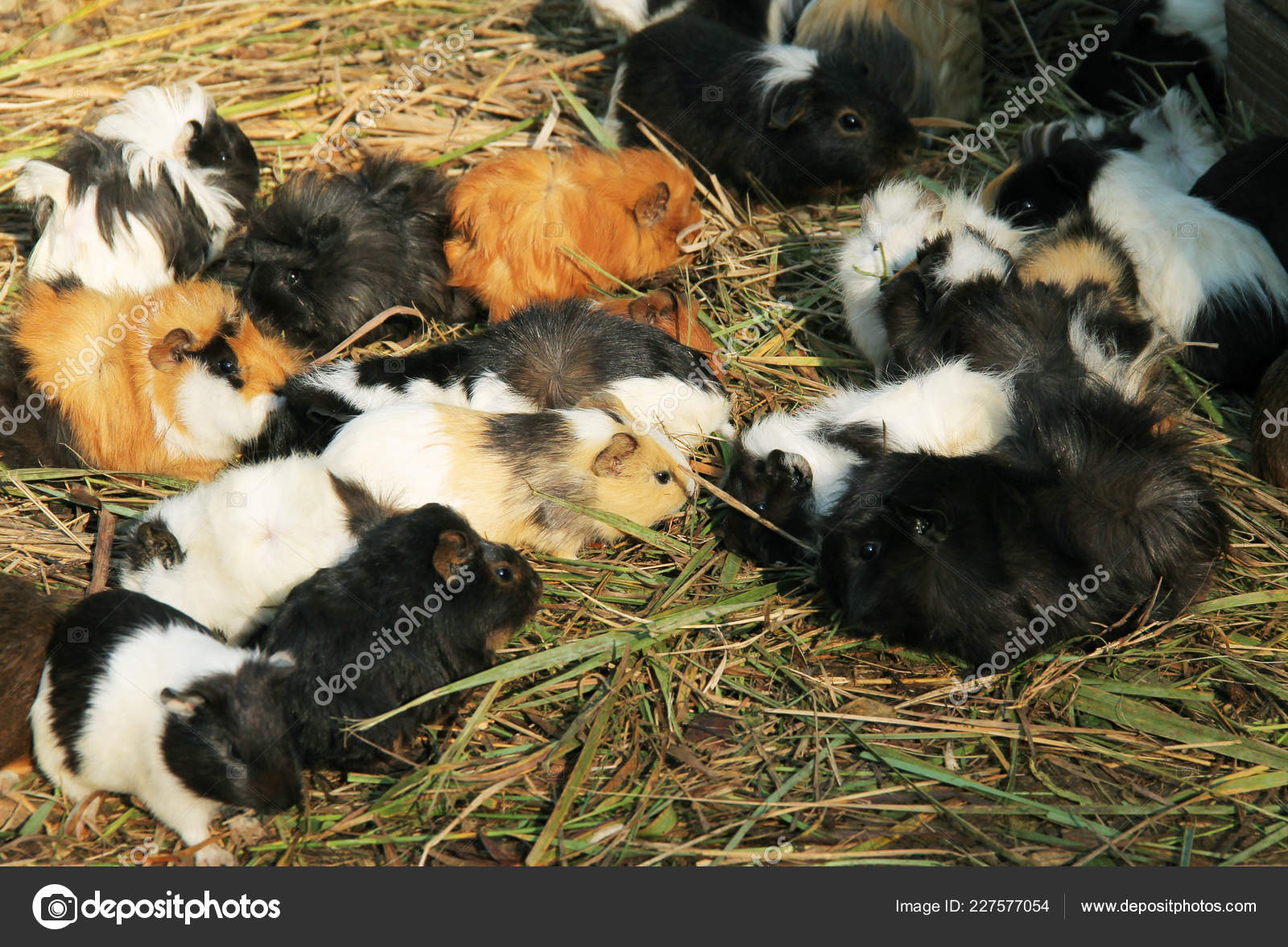 guinea pigs eating grass
