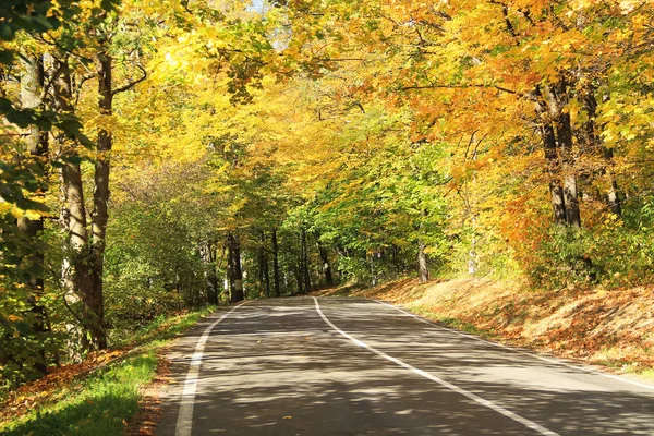 Дорога Ведущая Через Осенний Лес Желтыми Деревьями — стоковое фото