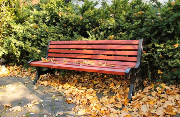 Bank Neben Dem Nadelbusch Und Abgefallene Gelbe Blätter Herbst Park — Stockfoto
