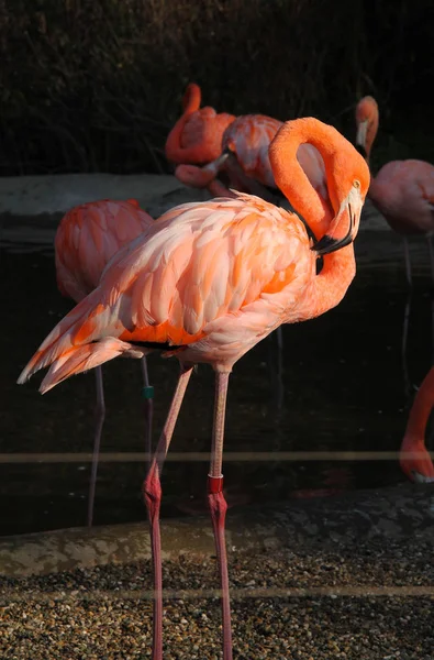 Helder Oranje Flamingo Staande Zon Tegenstelling Tot Donkere Achtergrond — Stockfoto