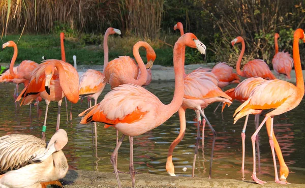 Grupo Belos Flamingos Laranja Piscina Água — Fotografia de Stock
