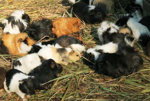 Gruppe Von Meerschweinchen Verschiedenen Farben Fressen Gras Freigehege — Stockfoto