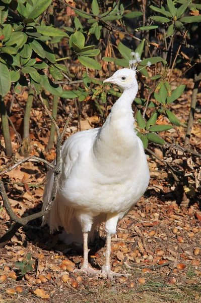 Paon Blanc Mâle Dans Parc Automne — Photo