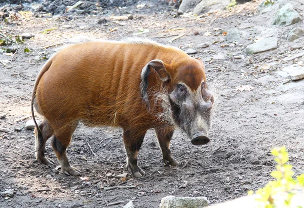 Stor Manlig Röd Flodhäst Potamochoerus Porcus Bush Pig Inhägnad Utomhus — Stockfoto