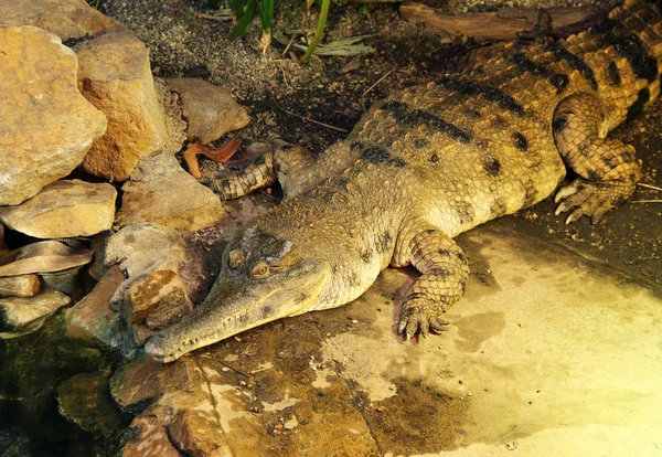 Crocodilo Focinho Delgado África Ocidental Mecistops Cataphractus Zoo — Fotografia de Stock